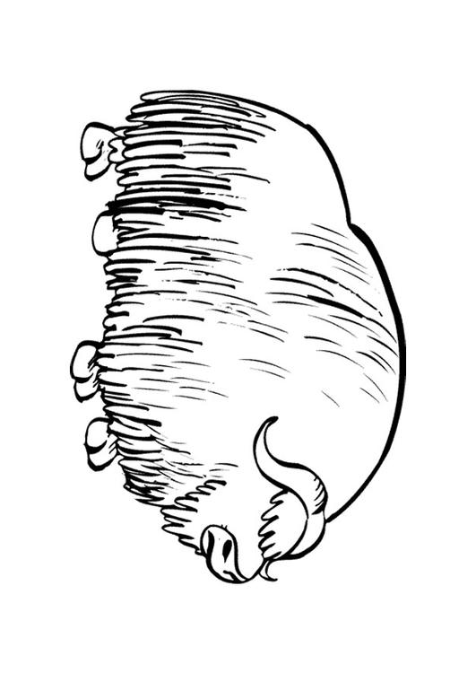 Bison