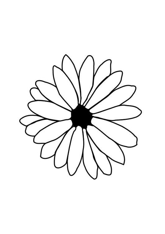 Blume
