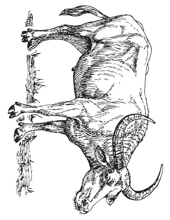 Büffel