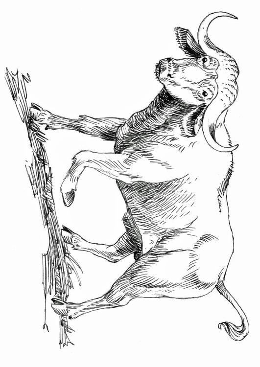 Büffel