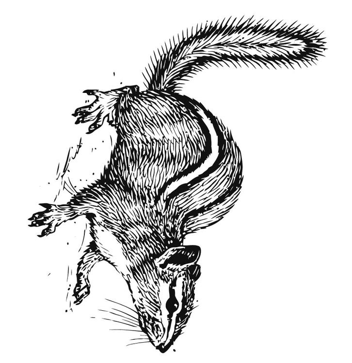 Eichhörnchen