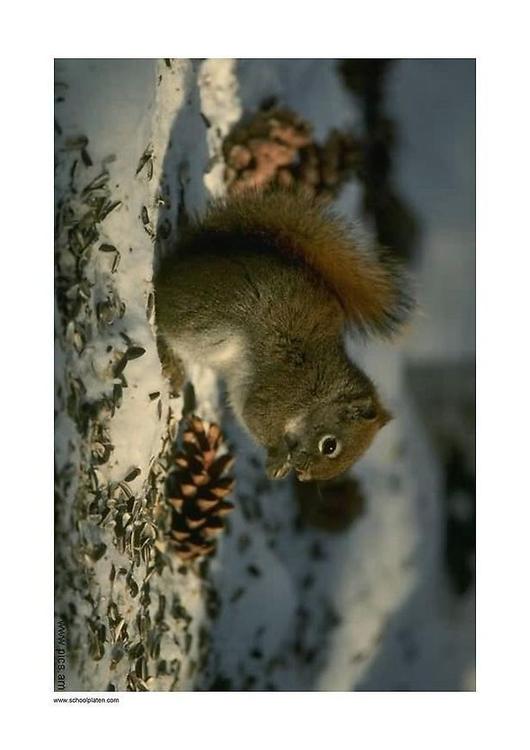 Eichhörnchen