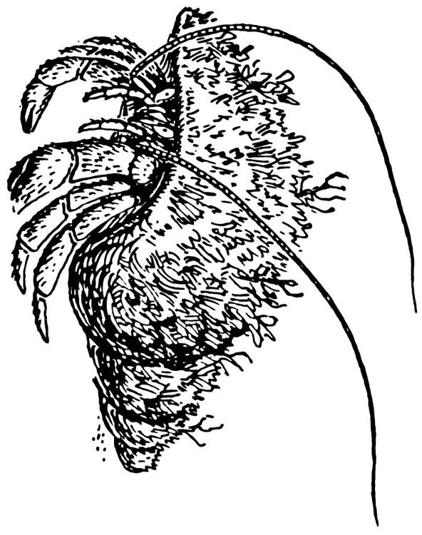 Einsiedlerkrebs