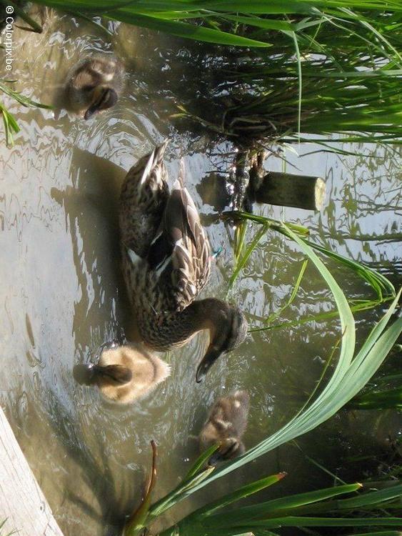 Ente mit Küken