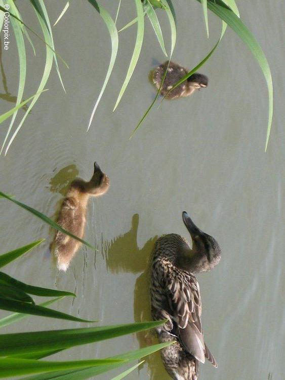 Ente mit Küken