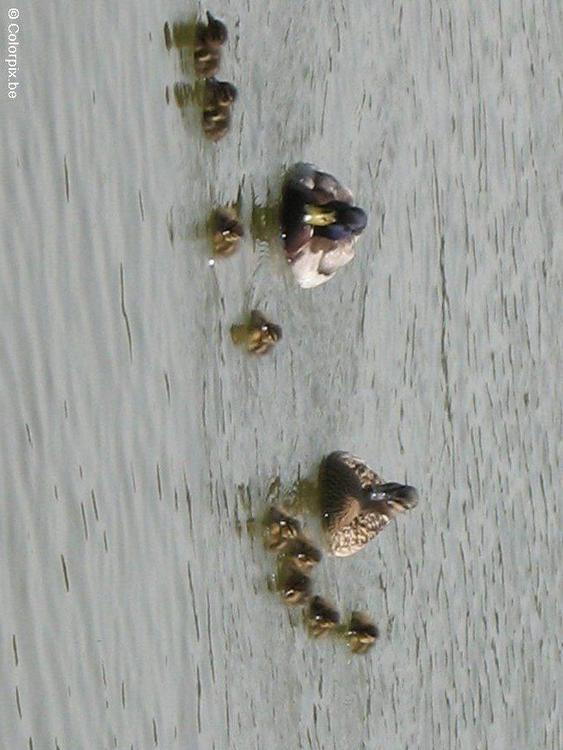 Enten mit Küken