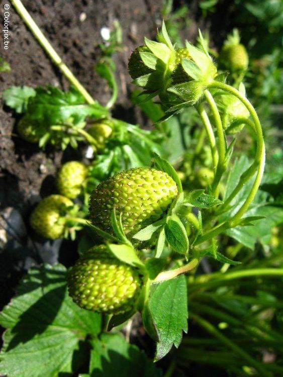 Erdbeeren 3