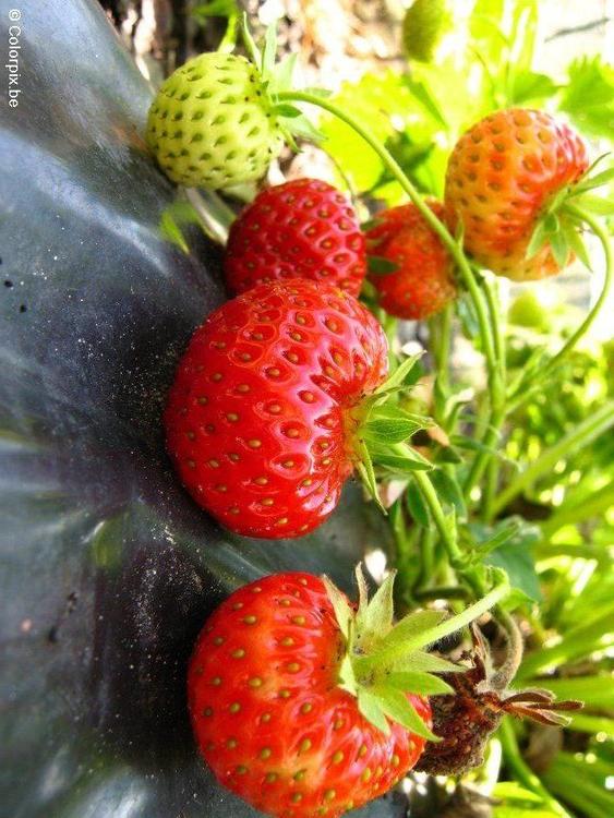 Erdbeeren 8