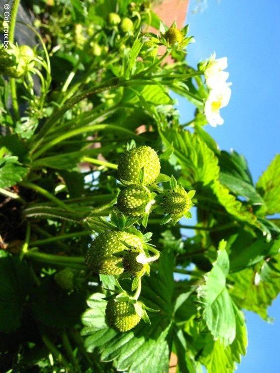 Erdbeeren