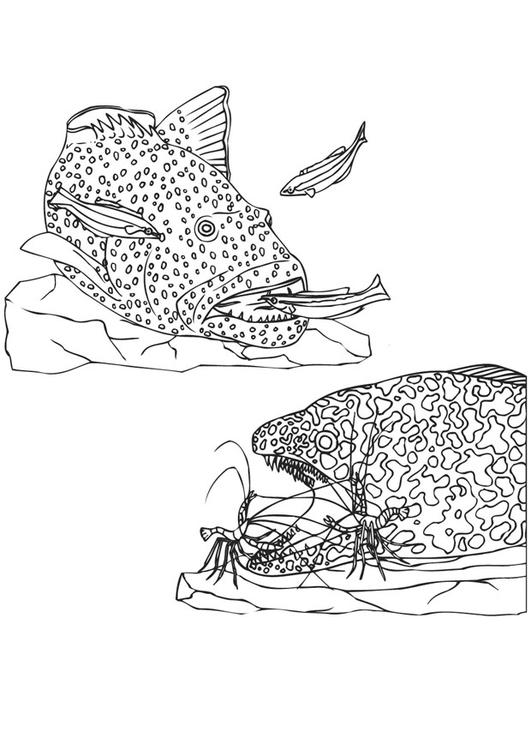 Fische und Garnelen säubern Fisch