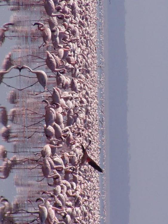 Flamingos