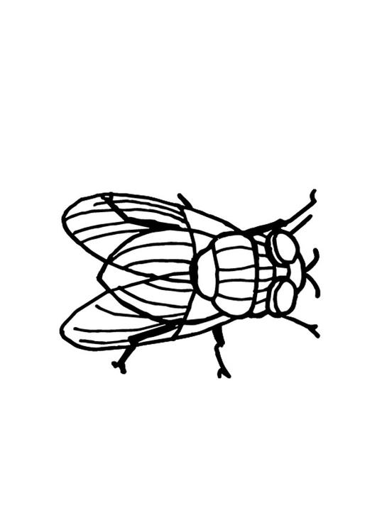 Fliege