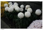 Fotos Friedhof - Chrysanthemen