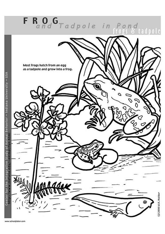 Frosch