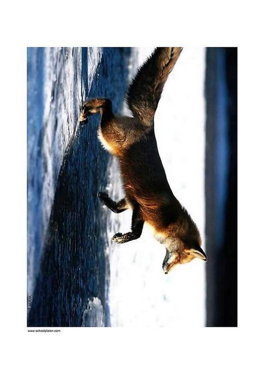 Fuchs