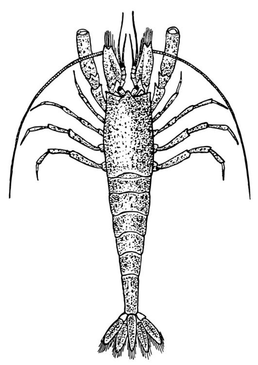 Garnele