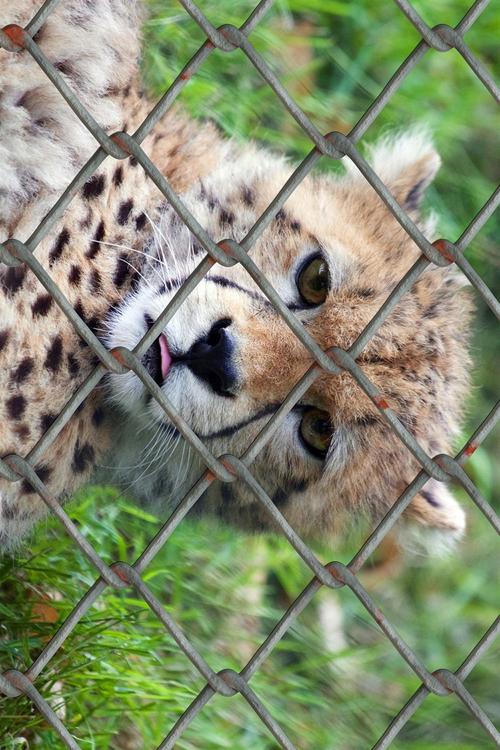 Gepard in KÃ¤fig