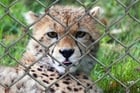 Fotos Gepard in Käfig