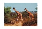 Fotos Giraffen