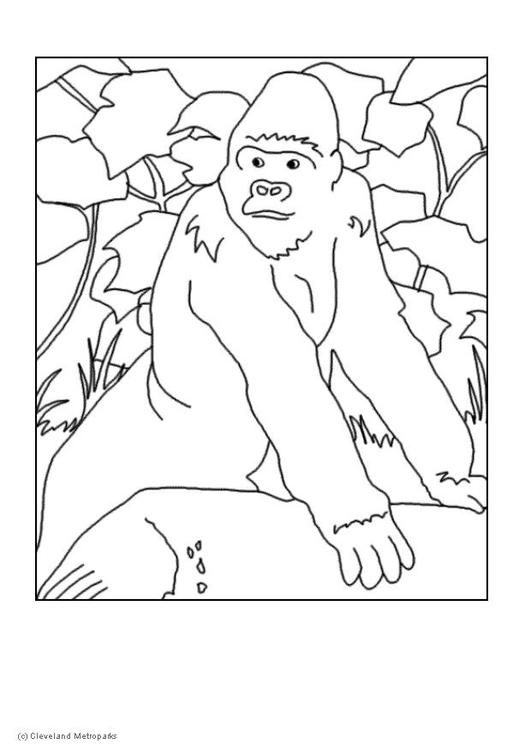 Gorilla
