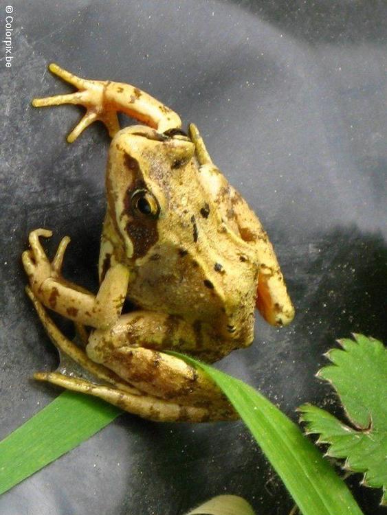 Grasfrosch 