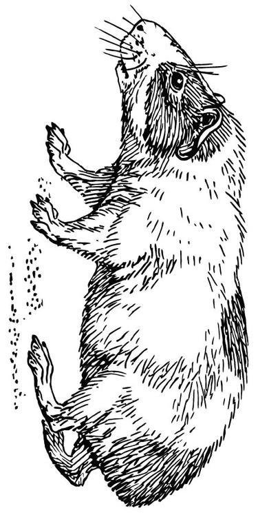 Hamster