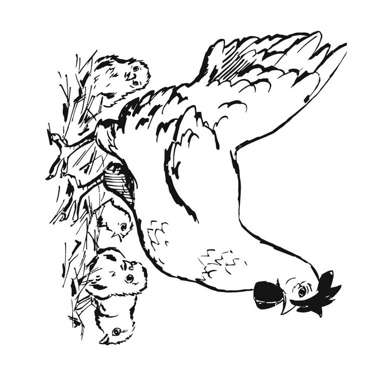 Henne mit Küken