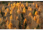 Fotos Herbst im Wald