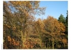 Fotos Herbst im Wald