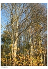 Fotos Herbstbäume