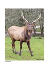 Hirsch 2