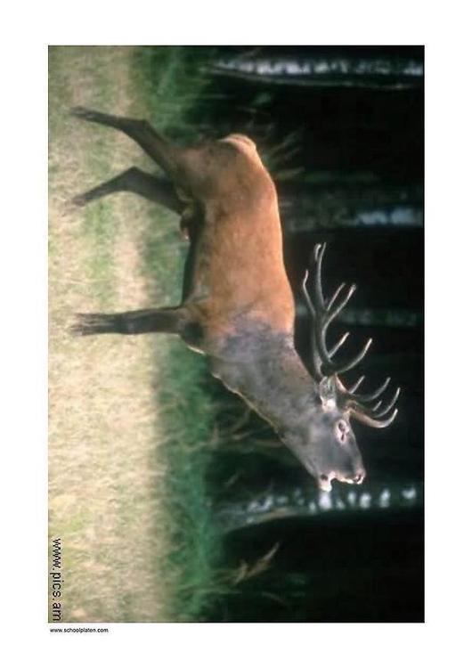 Hirsch