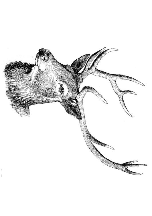 Hirsch