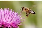 Fotos Honigbiene auf Blume