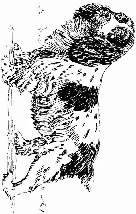 Hund - Spaniel