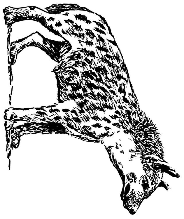 Hyäne