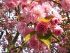 Fotos japanischer Kirschbaum