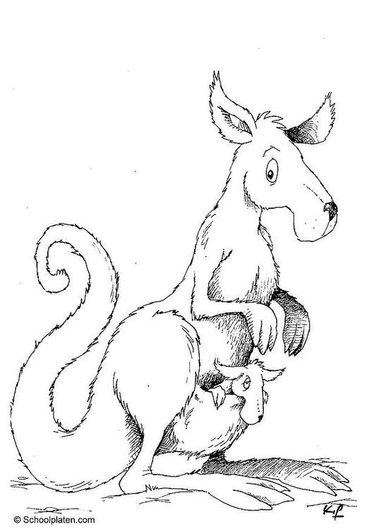 Känguru