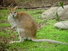 Fotos Känguru