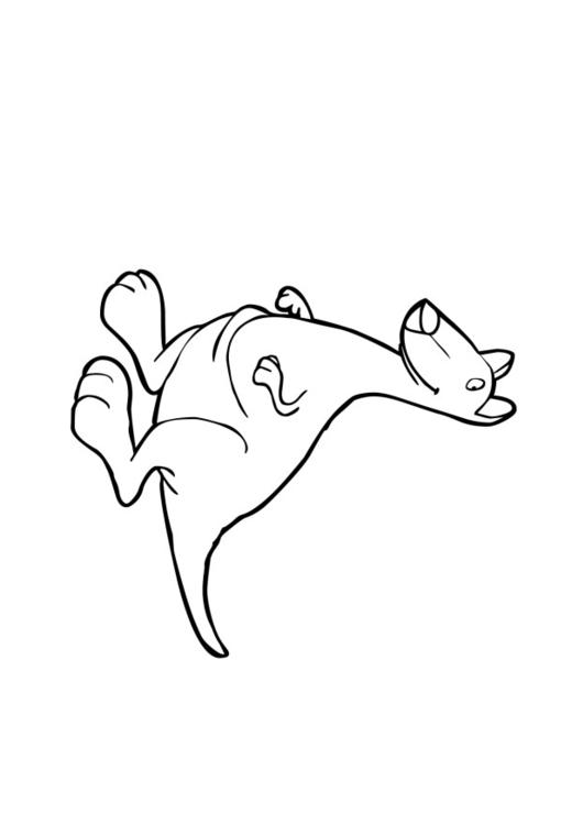 Känguruh