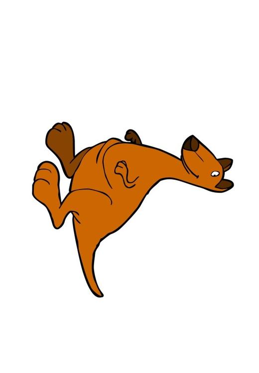 Känguruh