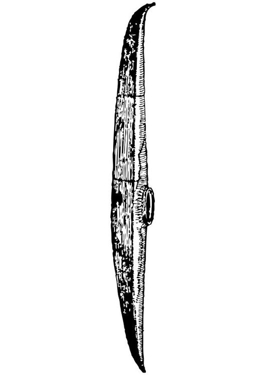 Kajak