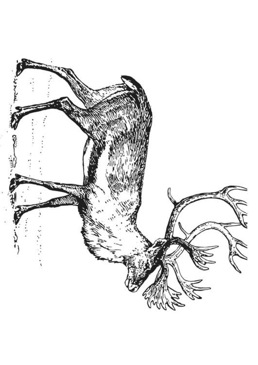 Karibu