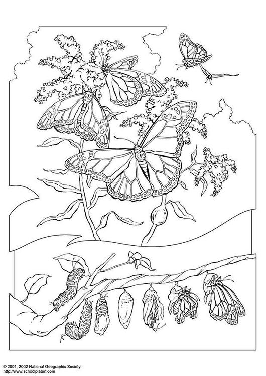 Königsschmetterling