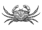 Krabbe