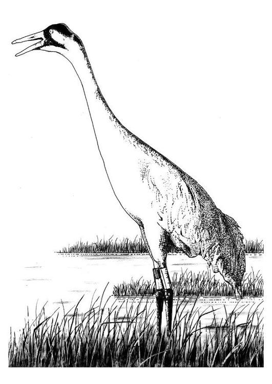 kranich