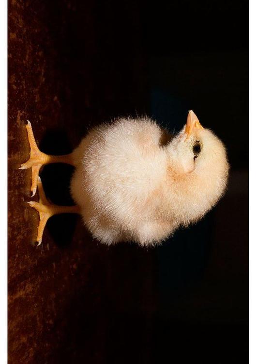 Küken