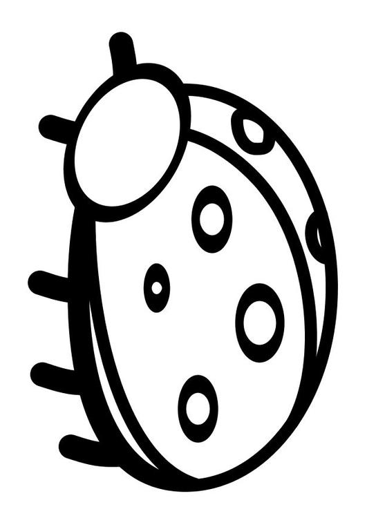 Marienkäfer