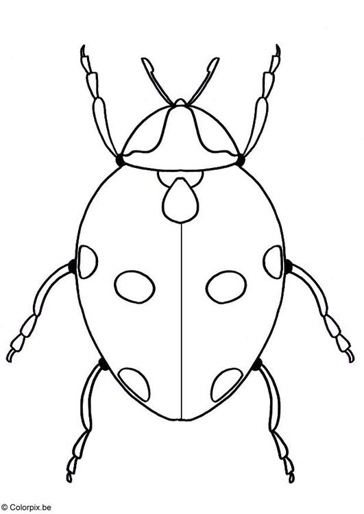 Marienkäfer