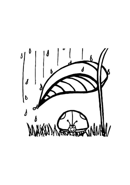 Marienkäfer schützt sich vor dem Regen